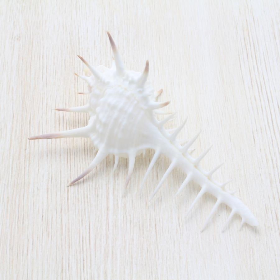 クロトゲホネガイS（骨貝） 貝殻 標本 約7〜9cm : 海洋工房 - 通販