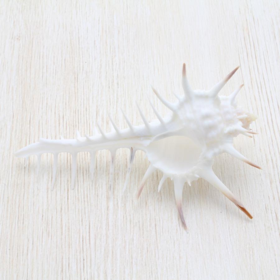 クロトゲホネガイS（骨貝） 貝殻 インテリア 約7〜9cm : 海洋