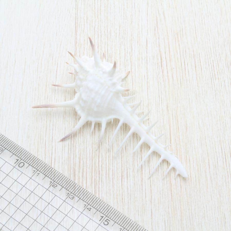 クロトゲホネガイS（骨貝）　貝殻　インテリア　約7〜9cm｜kaiyokobo｜05