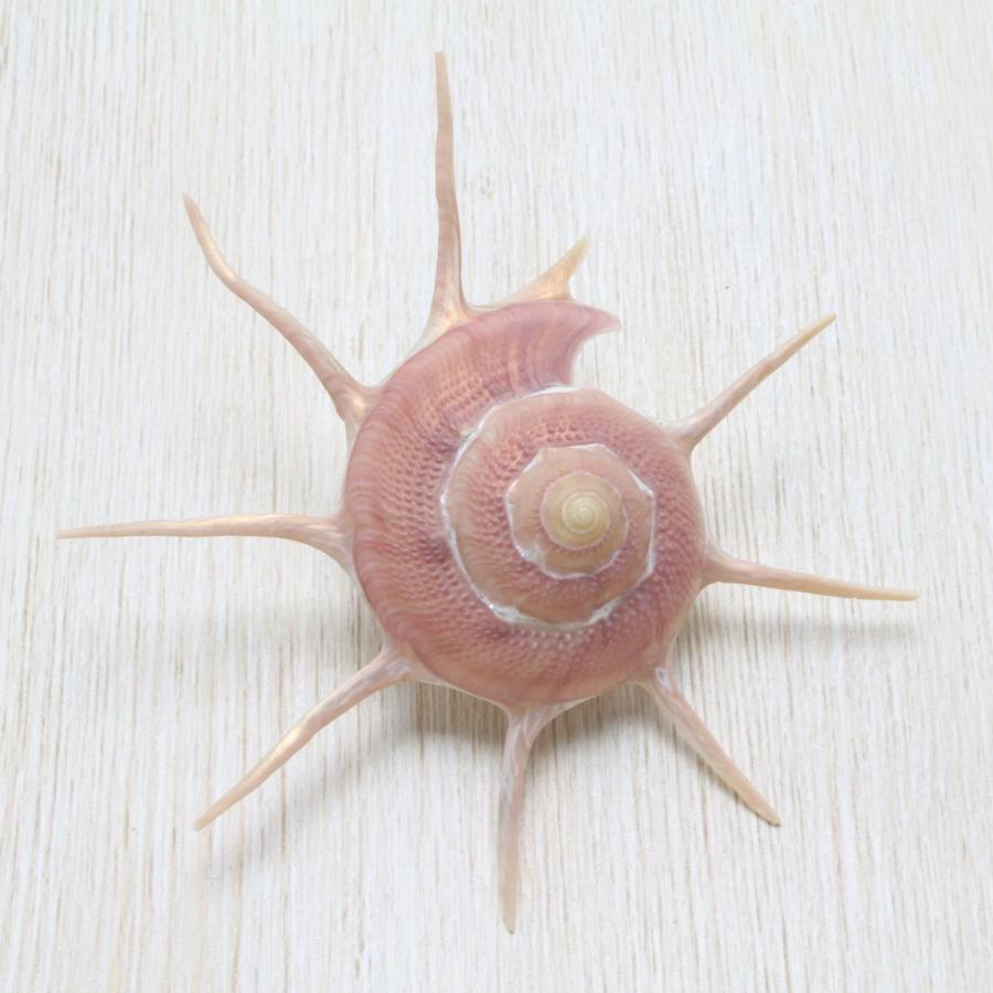 ハリナガリンボウ 貝殻 約6〜7cm コレクション 標本 インテリア 天然