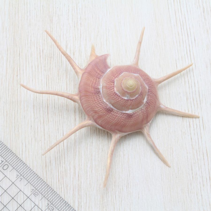 貝殻標本　ハリナガリンボウ　（蓋つき） ハリナガリンボウガイの標本。 | 標本部屋を覗く幽霊。