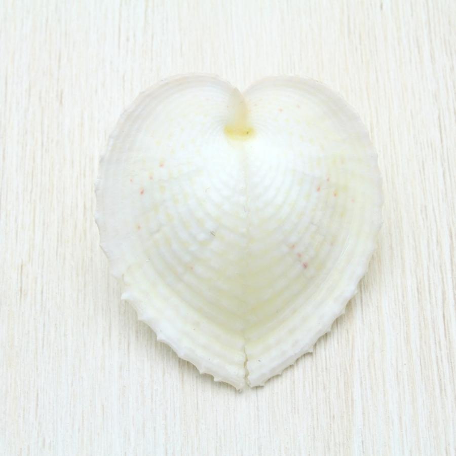 リュウキュウアオイ 貝殻 約3〜4cm 標本 インテリア オーナメント