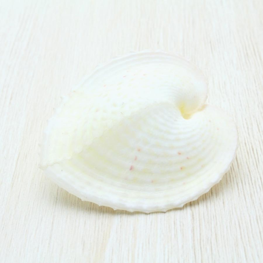 アオイガイ葵貝大小19個セット