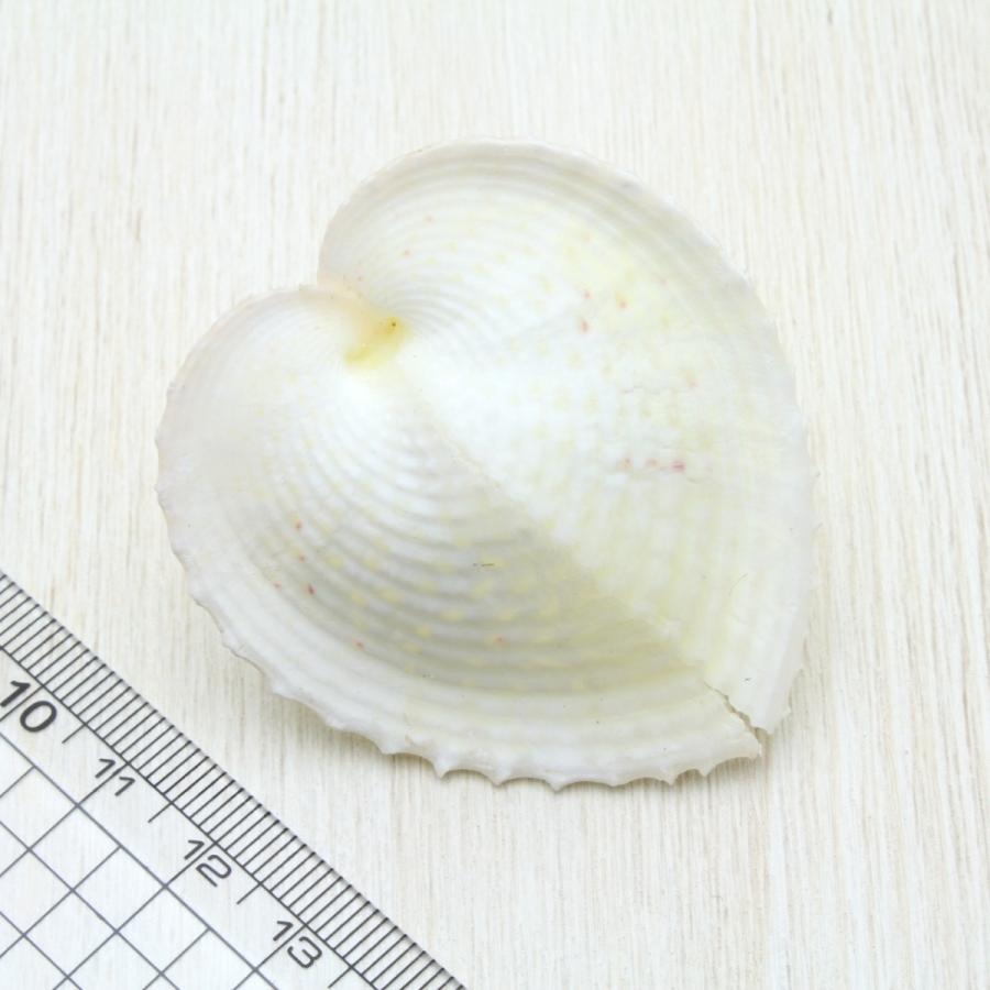 リュウキュウアオイ 貝殻 インテリア 約3 4ｃｍ Sh 0216 海洋工房 通販 Yahoo ショッピング