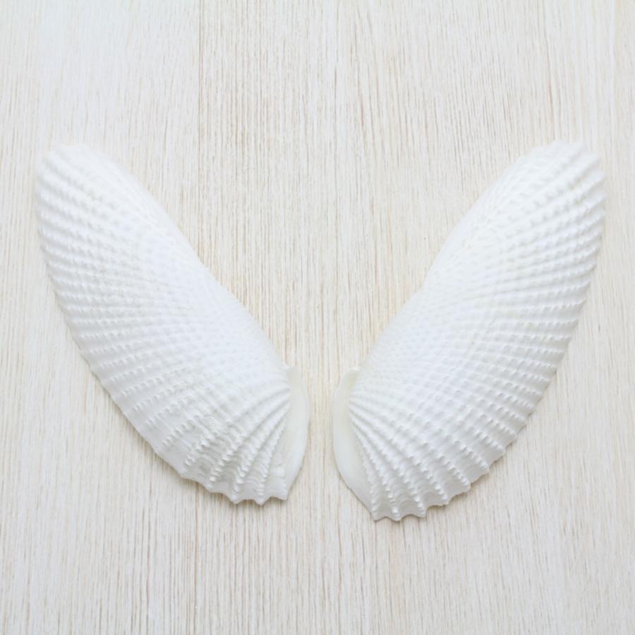 テンシノツバサガイ 天使の翼貝 貝殻 インテリア コレクション １ペア 約10 12cm Sh 0217 海洋工房 通販 Yahoo ショッピング