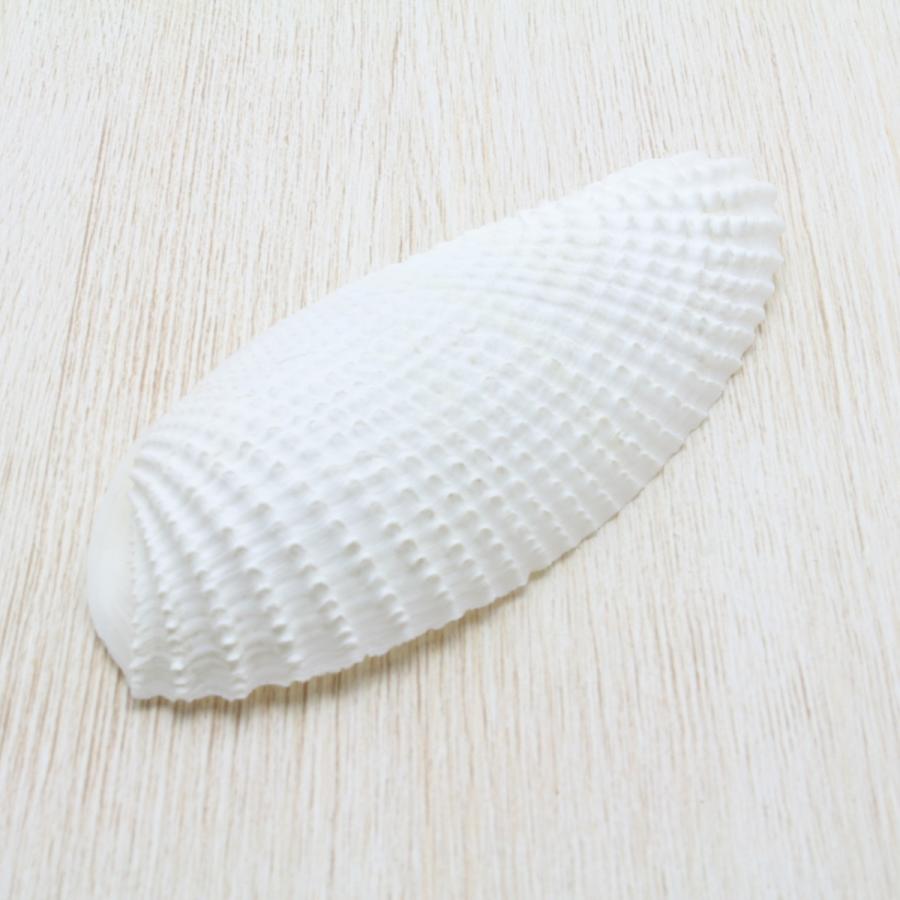 15cm ペガサスノツバサガイ   テンシノツバサ 貝殻  標本 希少 テンシノツバサガイ 天使の翼 貝殻 - メルカリ