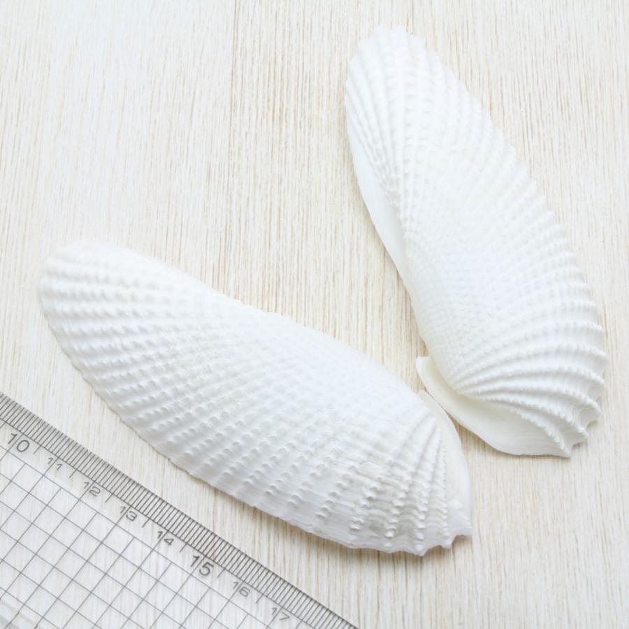 テンシノツバサガイ（天使の翼貝） 貝殻 インテリア コレクション 1