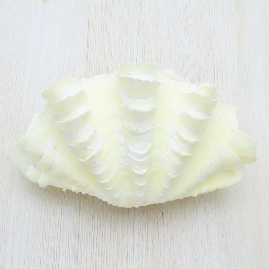 ヒレジャコガイ Lサイズ 貝殻 約14〜16cm シャコガイ インテリア