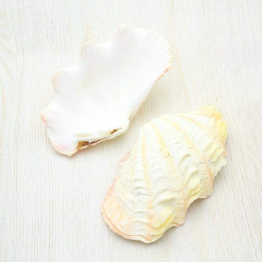 シラナミガイ(白浪貝)　Ｍサイズ　貝殻　インテリア　コレクション　約10〜12cm｜kaiyokobo｜02