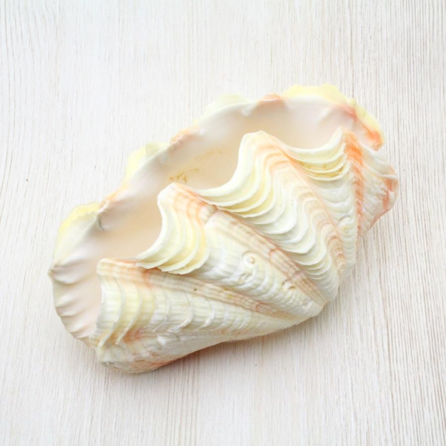 シラナミガイ(白浪貝) Mサイズ 貝殻 インテリア コレクション 約10