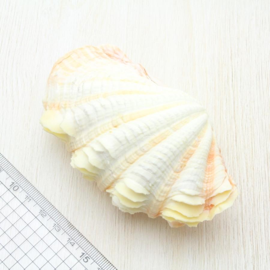 シラナミガイ(白浪貝) Mサイズ 貝殻 インテリア コレクション 約10