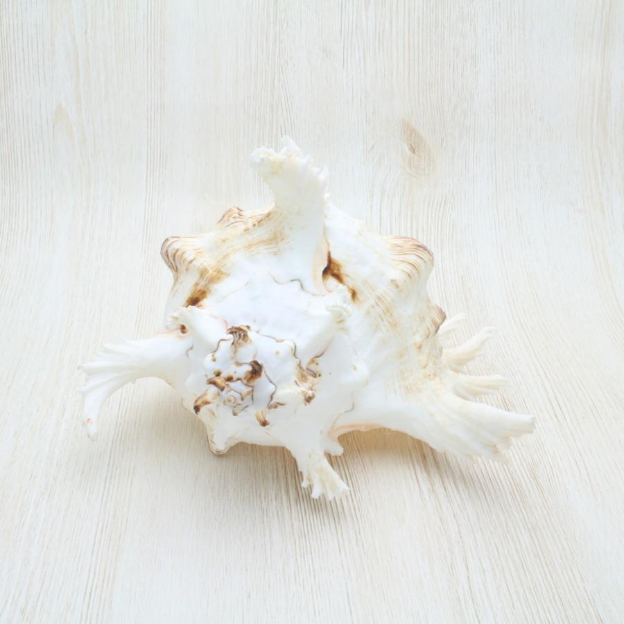 テングガイ 貝殻 インテリア 約18 ｃｍ Sh 0223 海洋工房 通販 Yahoo ショッピング