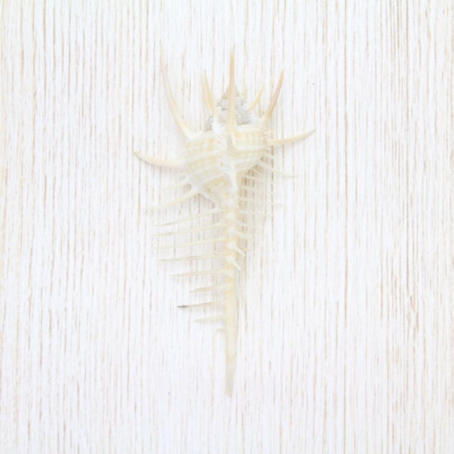 ホネガイ（骨貝） SSサイズ 貝殻 約6〜7cm 標本 インテリア