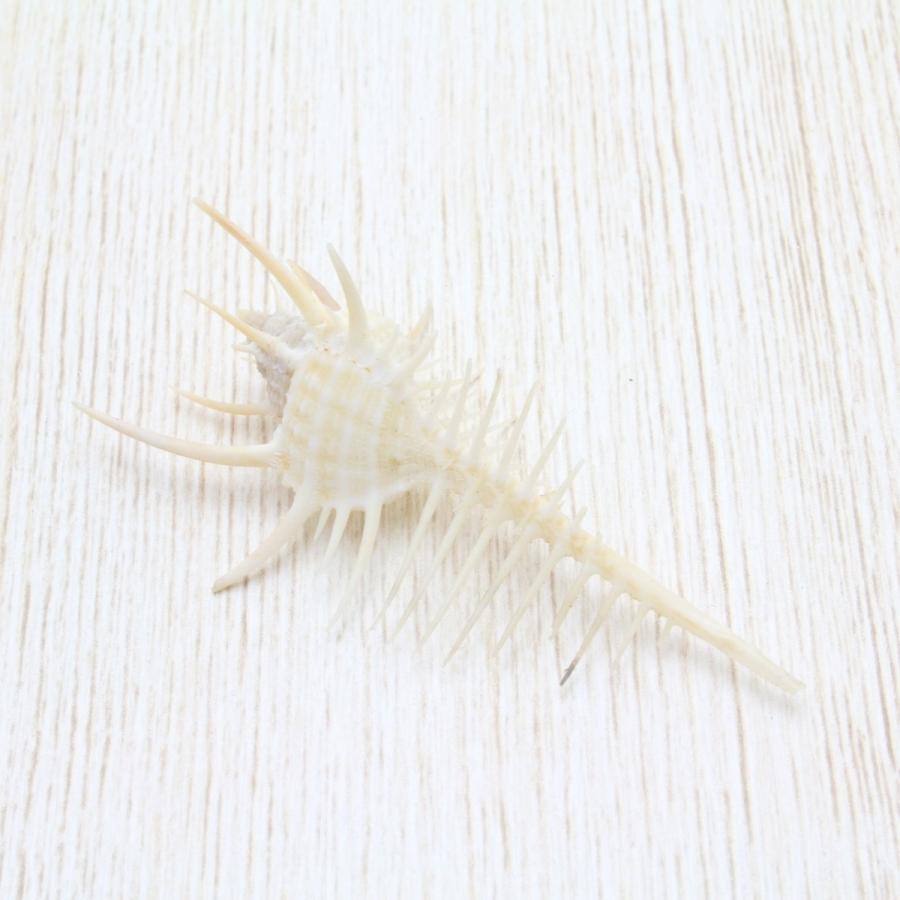 貝殻標本　ホネガイ ホネガイSS（骨貝） 貝殻 標本 約6〜7cm : 海洋工房 - 通販 - Yahoo