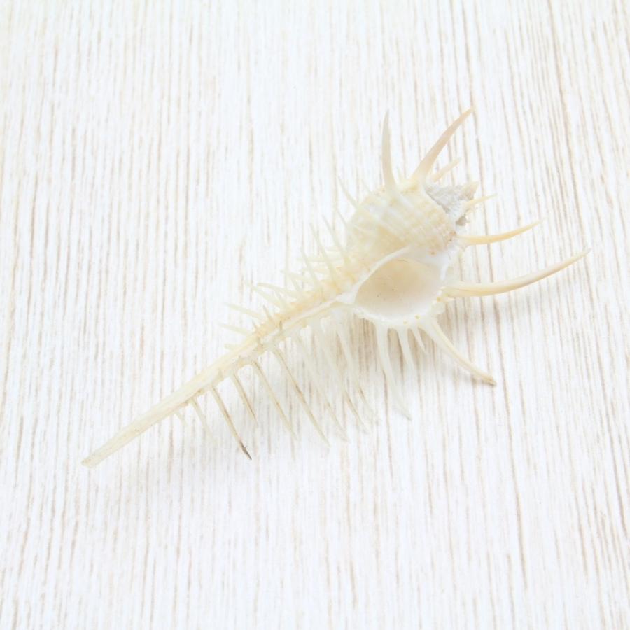 ホネガイSS（骨貝） 貝殻 標本 約6〜7cm : 海洋工房 - 通販 - Yahoo
