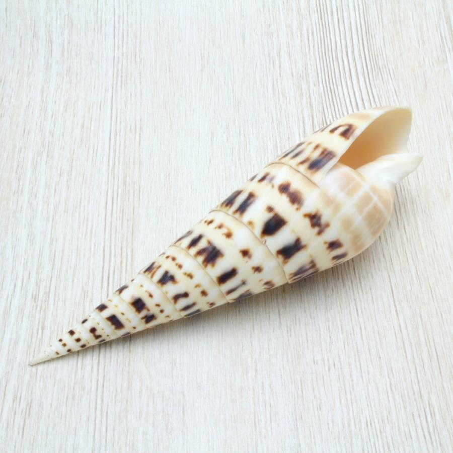 タケノコガイ 貝殻 標本 約10〜12cm : 海洋工房 - 通販 - Yahoo