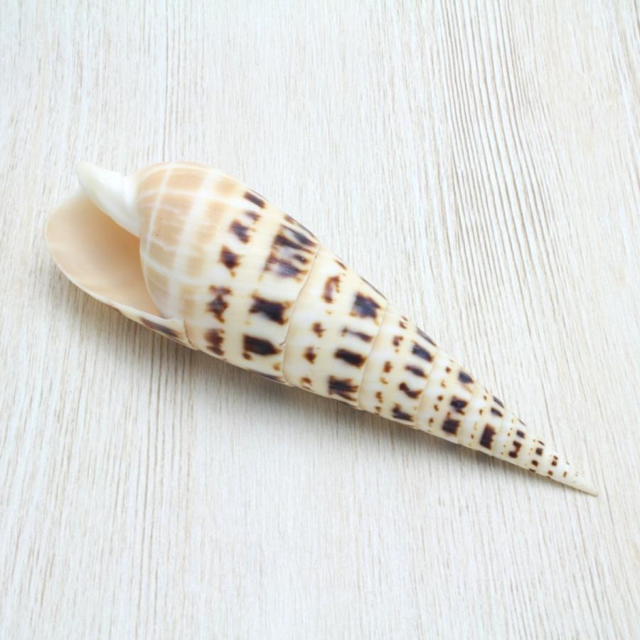 タケノコガイ 貝殻 インテリア 約10〜12cm : 海洋工房 - 通販