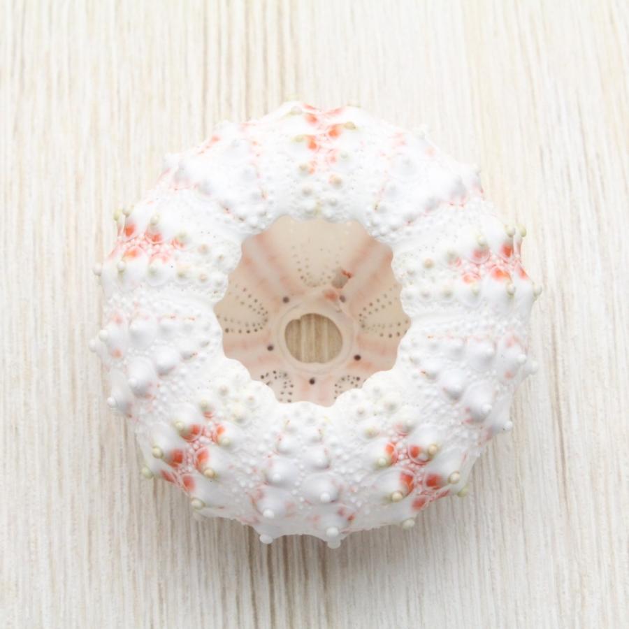 ベンテンウニ 標本 コレクション インテリア 貝殻 約3〜4cm