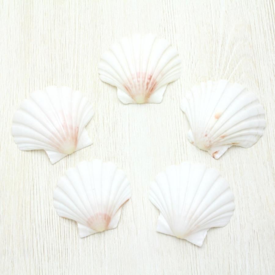 イタヤガイ Sサイズ（5枚セット） 貝殻 約5〜6cm パーツ クラフト素材
