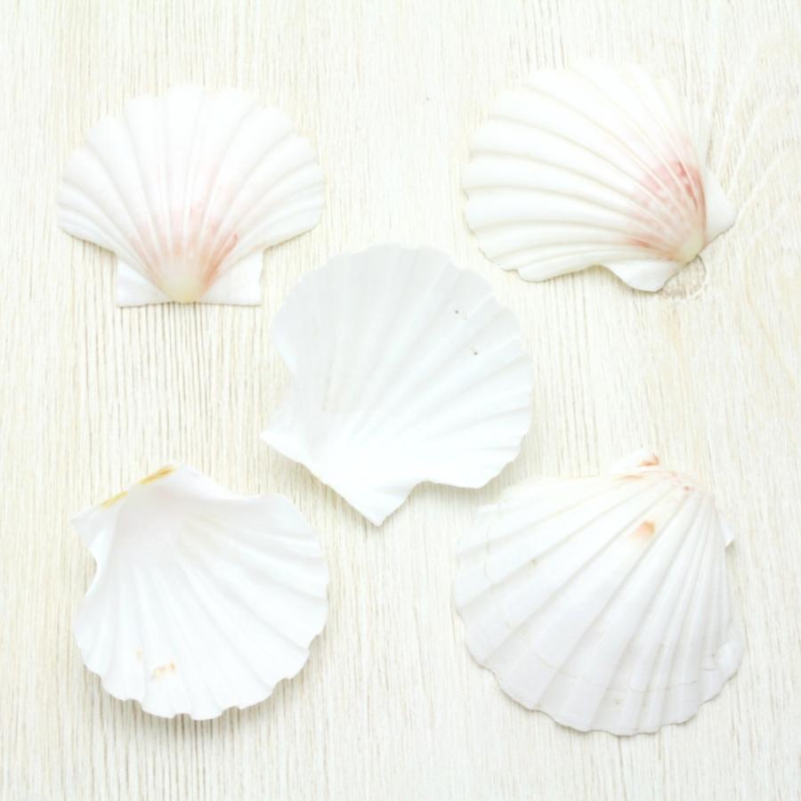 イタヤガイ Sサイズ（5枚セット） 貝殻 約5〜6cm パーツ クラフト素材