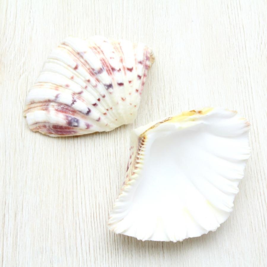 法螺貝　最大25cm、シャコガイ、珊瑚セット 法螺貝 最大25cm、シャコガイ、珊瑚セット 法螺貝 最大25cm