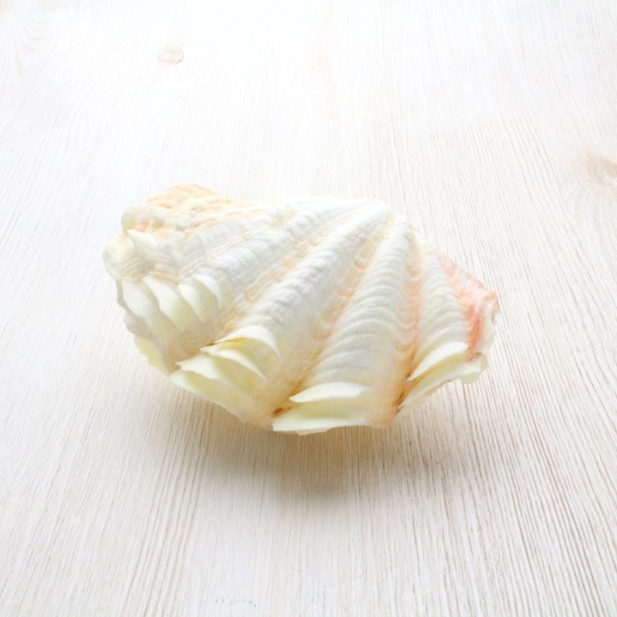 シラナミガイ(白浪貝) Sサイズ 貝殻 約8〜9cm 標本 インテリア 天然