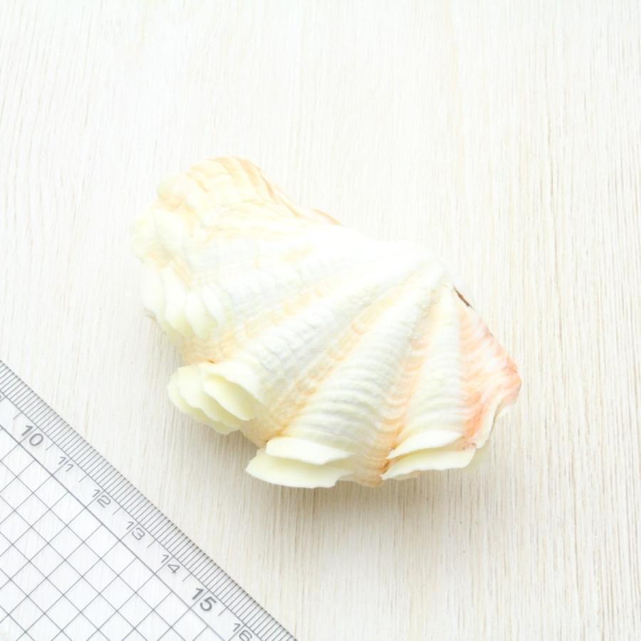 海の神秘　巨大貝殻　貝殻　コレクション　全25〜　珍品　奇品　南洋　オークション シラナミガイ(白浪貝) Sサイズ 貝殻 約8〜9cm 標本 インテリア 天然