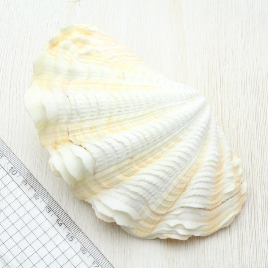 シラナミガイ(白浪貝) Lサイズ 貝殻 インテリア コレクション 約12