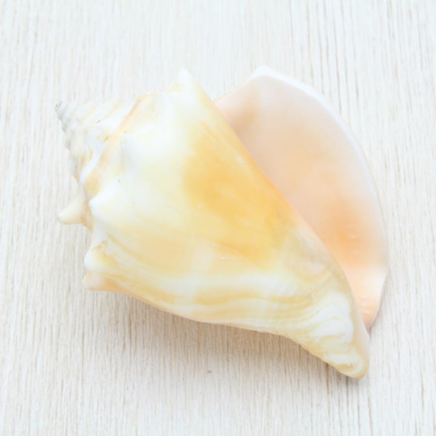 ソデボラ 貝殻 約7〜8cm 標本 インテリア 置物 天然 コレクション 観賞