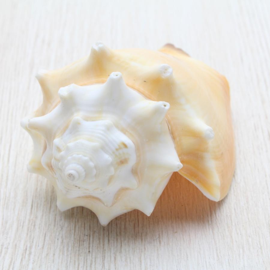 ソデボラ 貝殻 コレクション シェル 約7〜8cm : 海洋工房 - 通販
