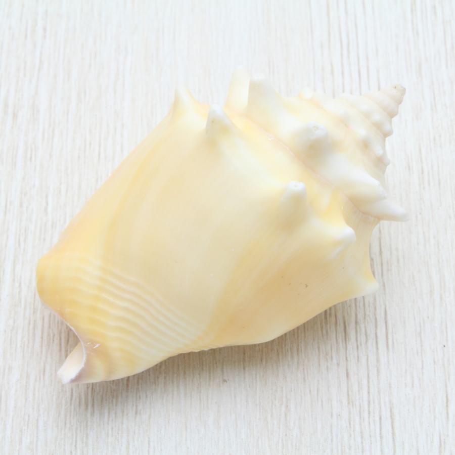 ソデボラ 貝殻 標本 約7〜8cm : 海洋工房 - 通販 - Yahoo!ショッピング