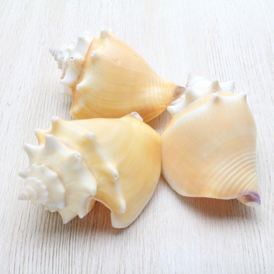 貝殻 ムラサキムカデソデ 106mm 極美品 貝 標本 クモガイ スイショウガイ