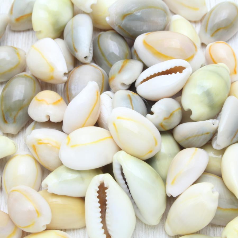 貝殻 タカラガイ（宝貝）ミックス 素材 50g : 海洋工房 - 通販 - Yahoo