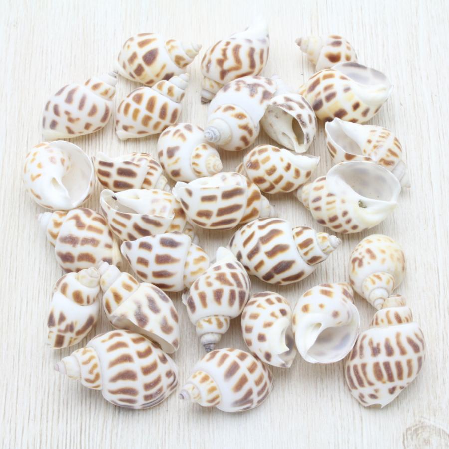 バイ貝 貝殻 コレクション シェル 約2.5〜4cm : 海洋工房 - 通販 バイ貝 貝殻 コレクション シェル 約2.5〜4cm : 海洋工房 - 通販