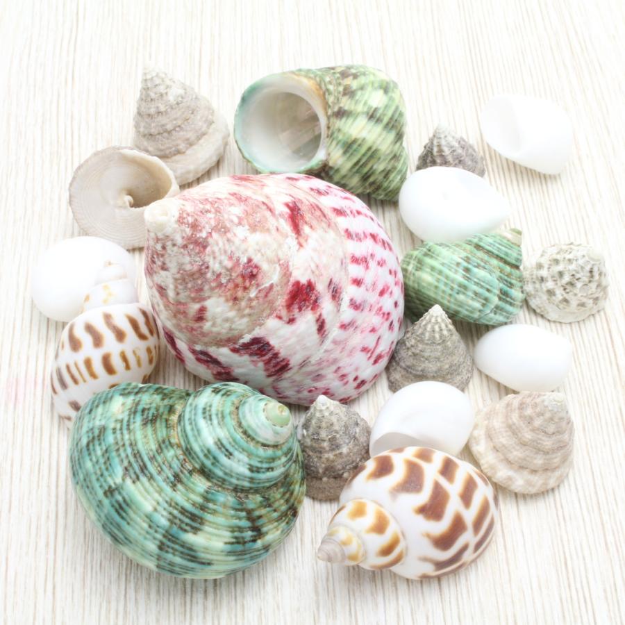 ヤドカリ貝殻詰め合わせセット 殻 引っ越し 交換用 採集や自由研究に