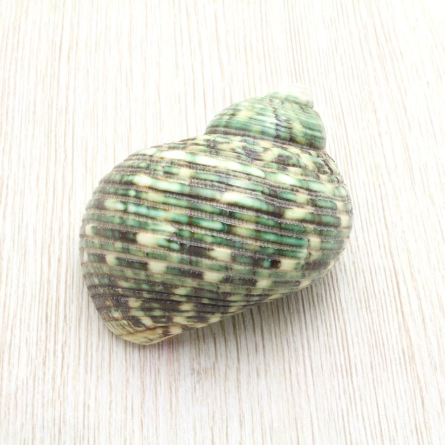 マルサザエ 貝殻 インテリア 約3cm〜6cm : 海洋工房 - 通販 マルサザエ 貝殻 インテリア 約3cm〜6cm : 海洋工房 - 通販
