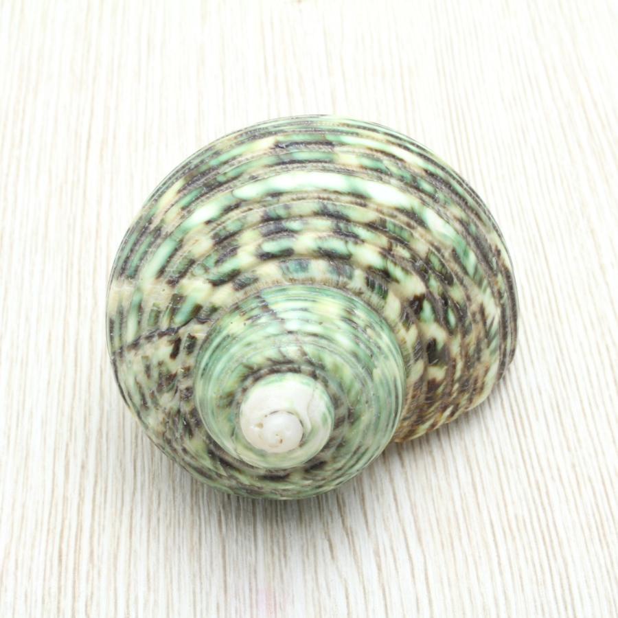 マルサザエ 貝殻 インテリア 約3cm〜6cm : 海洋工房 - 通販