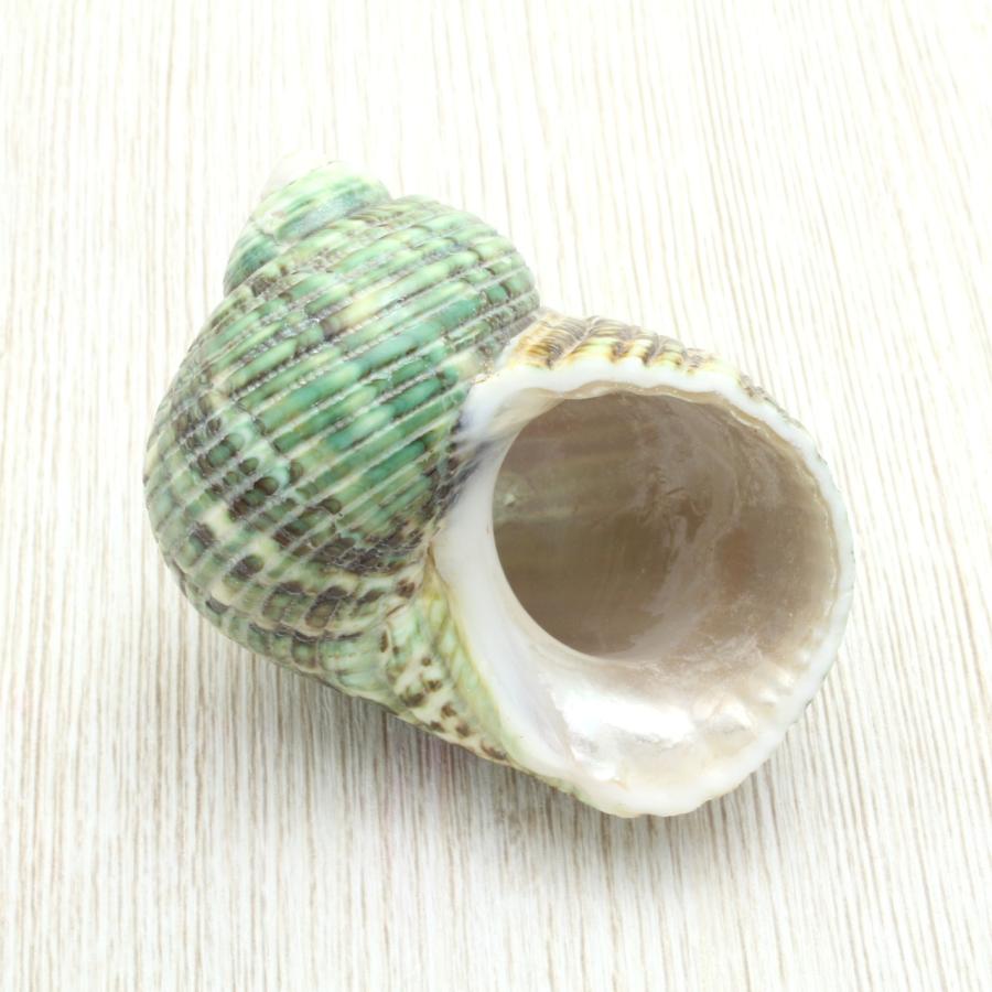 マルサザエ 貝殻 インテリア 約3cm〜6cm : 海洋工房 - 通販