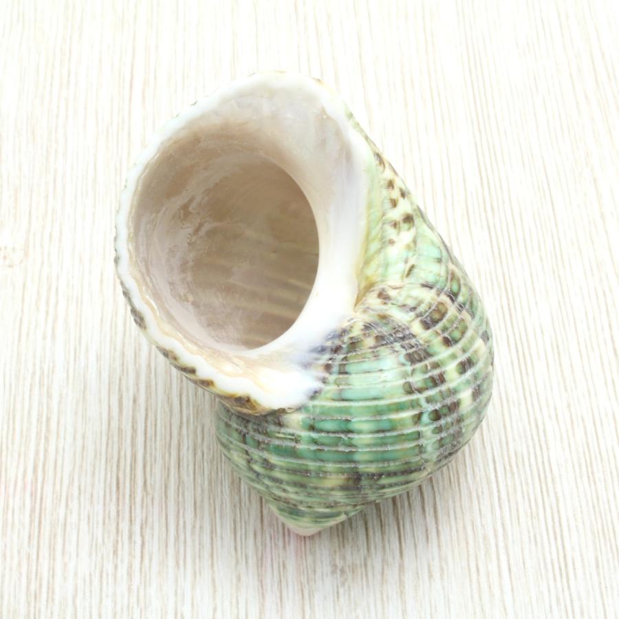 マルサザエ 貝殻 インテリア 約3cm〜6cm : 海洋工房 - 通販 マルサザエ 貝殻 インテリア 約3cm〜6cm : 海洋工房 - 通販
