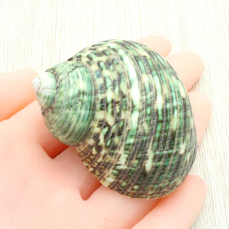 マルサザエ 貝殻 インテリア 約3cm〜6cm : 海洋工房 - 通販 - Yahoo