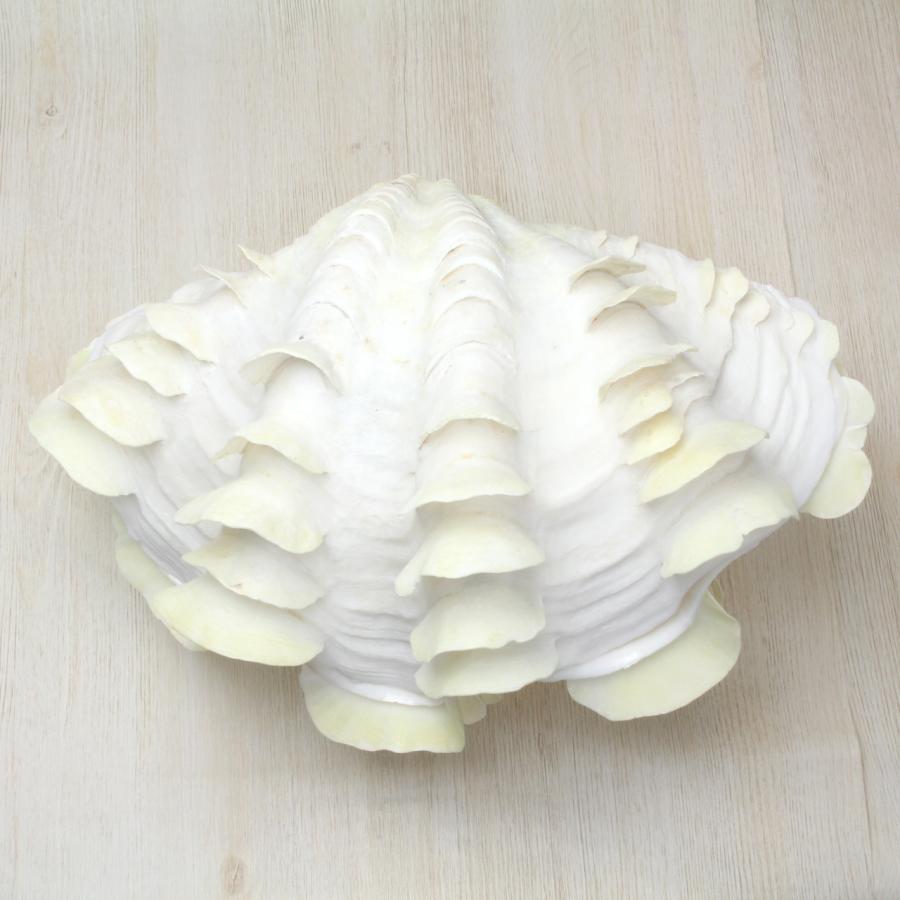 シャコガイ　ヒレシャコ貝　インテリア ヒレシャコガイ ヒレシャコ貝 貝殻 インテリア シャコ貝 - メルカリ