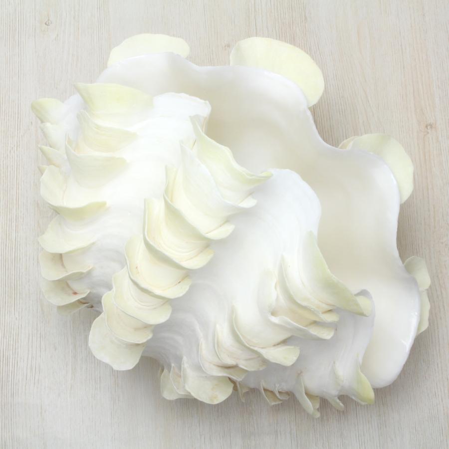 シャコガイ　ヒレシャコ貝　インテリア ヒレジャコガイM シャコガイ 貝殻 インテリア コレクション 約10