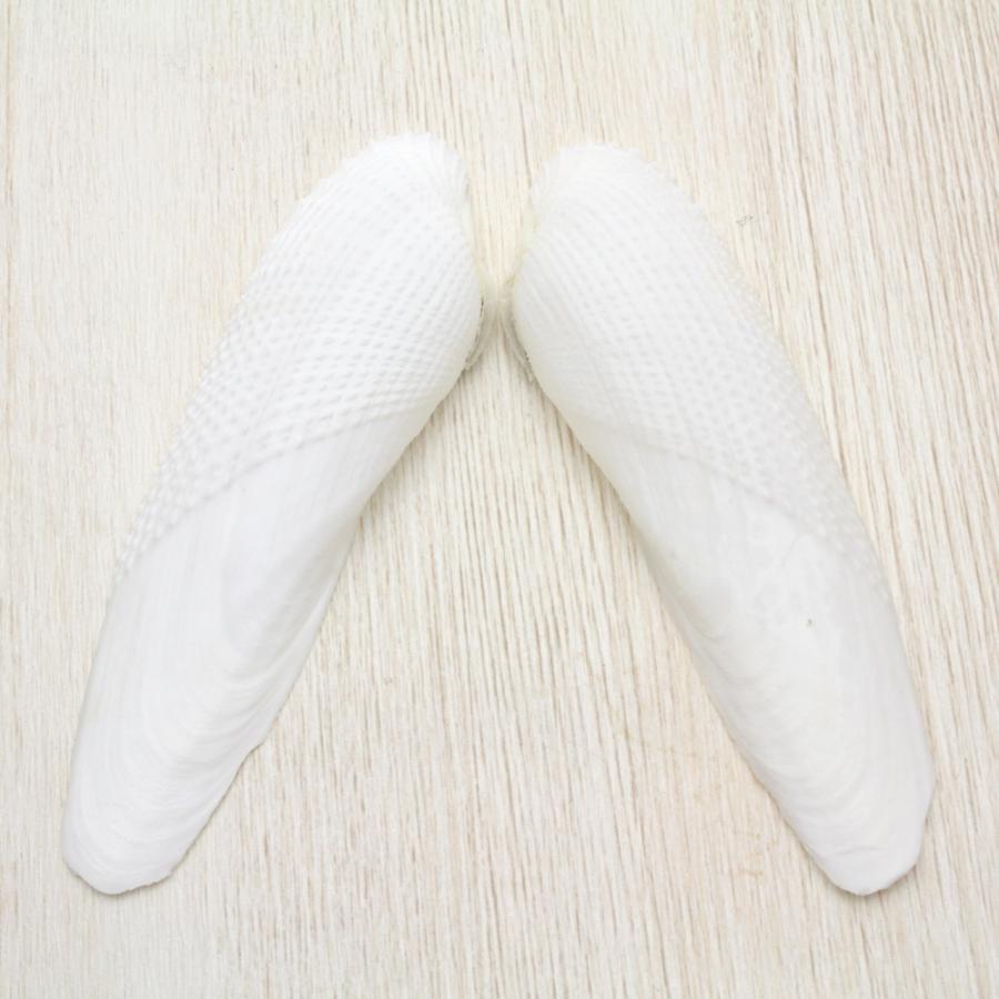 ペガサスノツバサガイ（ペガサスの翼貝）貝殻 約9〜12cm 1ペア