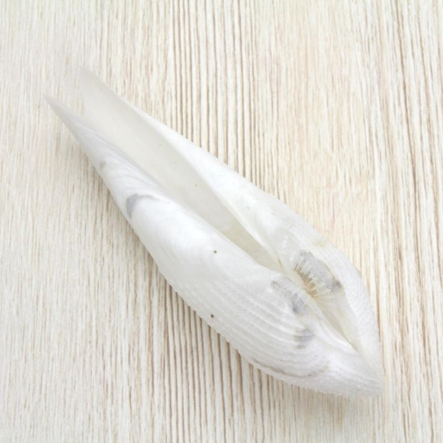 ペガサスノツバサガイ（ペガサスの翼貝）貝殻 約9〜12cm 1ペア