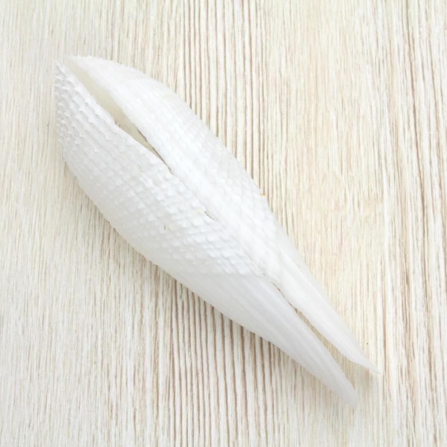 ペガサスノツバサガイ（ペガサスの翼貝）貝殻 約9〜12cm 1ペア