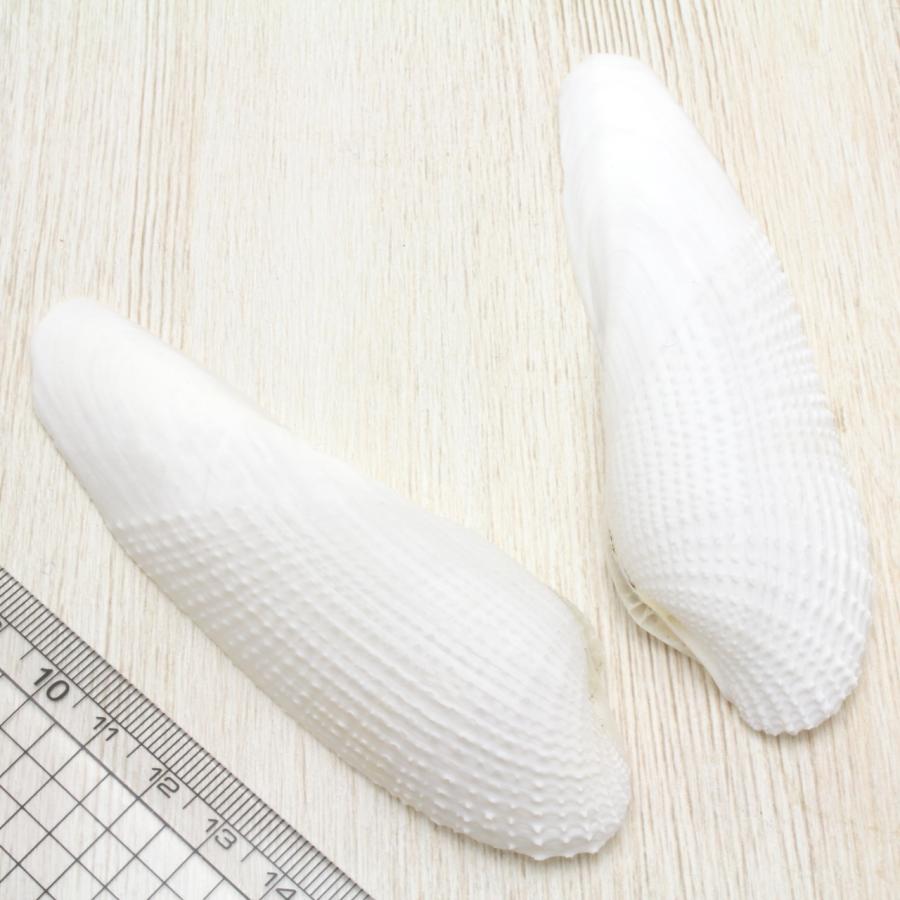 ペガサスノツバサガイ（ペガサスの翼貝）貝殻 約9〜12cm 1ペア