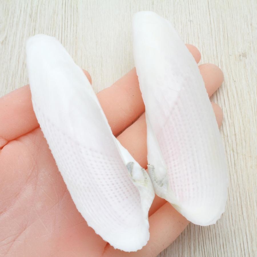 ペガサスノツバサガイ（ペガサスの翼貝）貝殻 約9〜12cm 1ペア