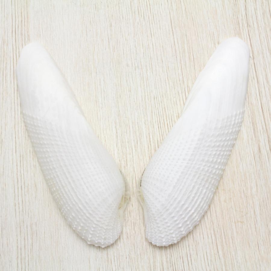 ペガサスノツバサガイ（ペガサスの翼貝）貝殻 約9〜12cm 1ペア