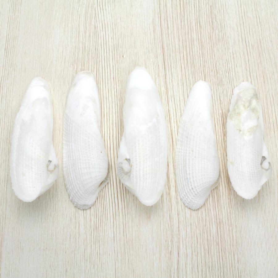 ペガサスノツバサガイ（ペガサスの翼貝）貝殻 約9〜12cm 1ペア