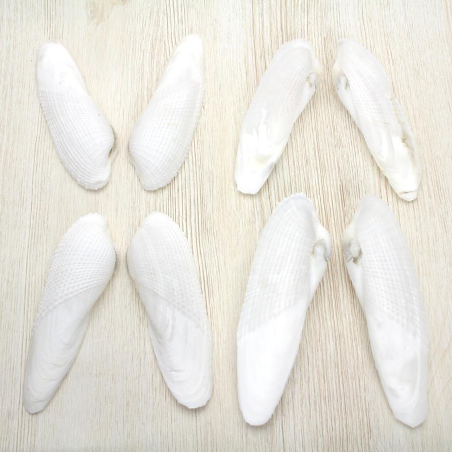 ペガサスノツバサガイ（ペガサスの翼貝）貝殻 約9〜12cm 1ペア